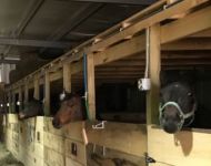 FullSizeRender (002) (1)